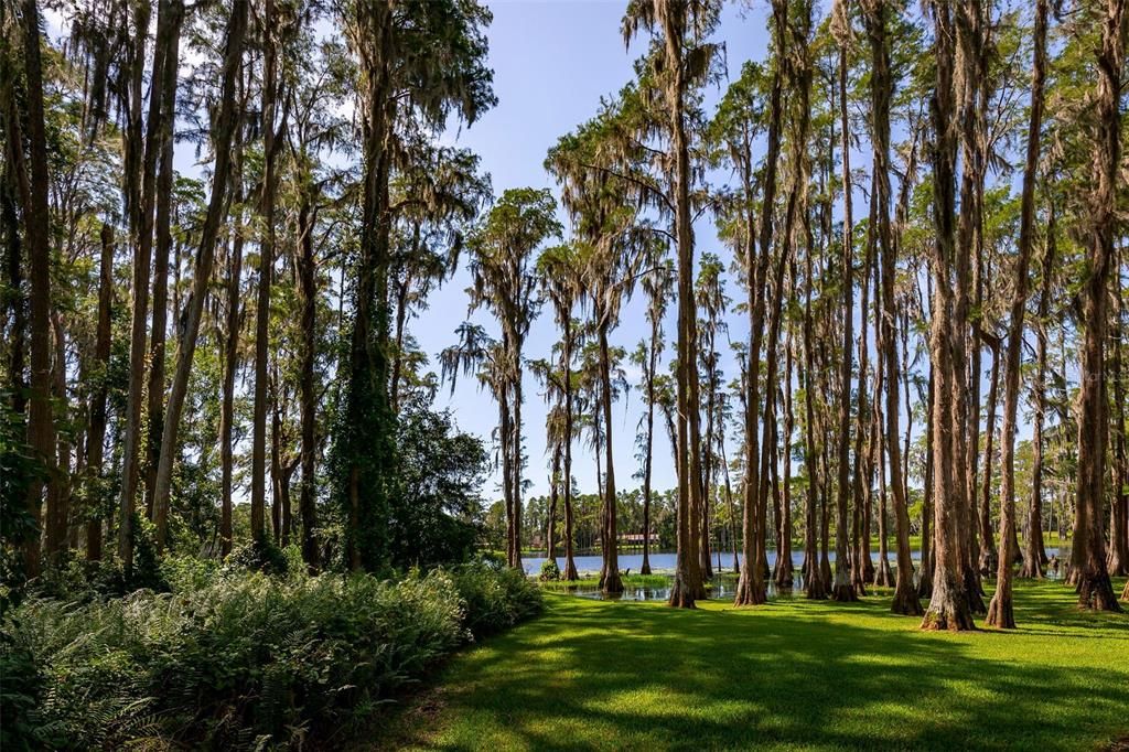 A picturesque setting among the beautiful cypress trees