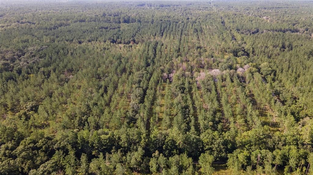 Недавно продано: $171,815 (49.09 acres)