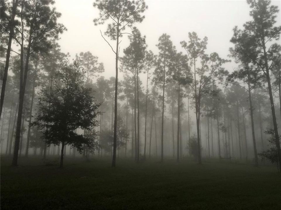 Foggy winter morning