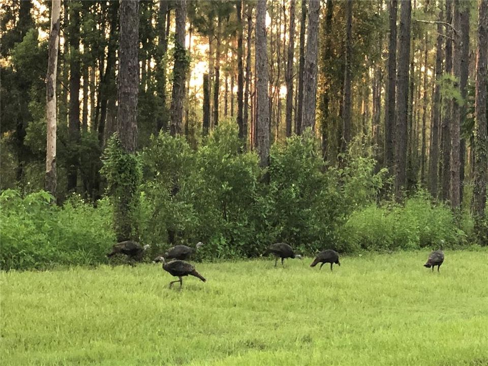 Just a few turkey in the neighborhood for your watching enjoyment