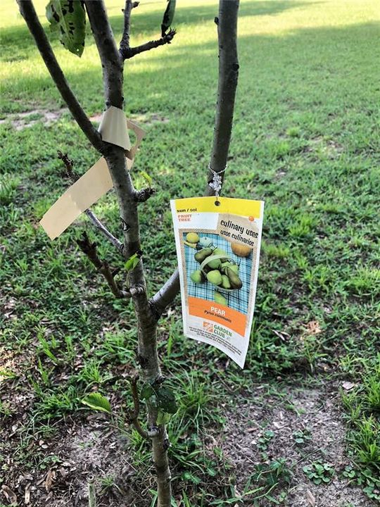 Newly Planted Pear Tree
