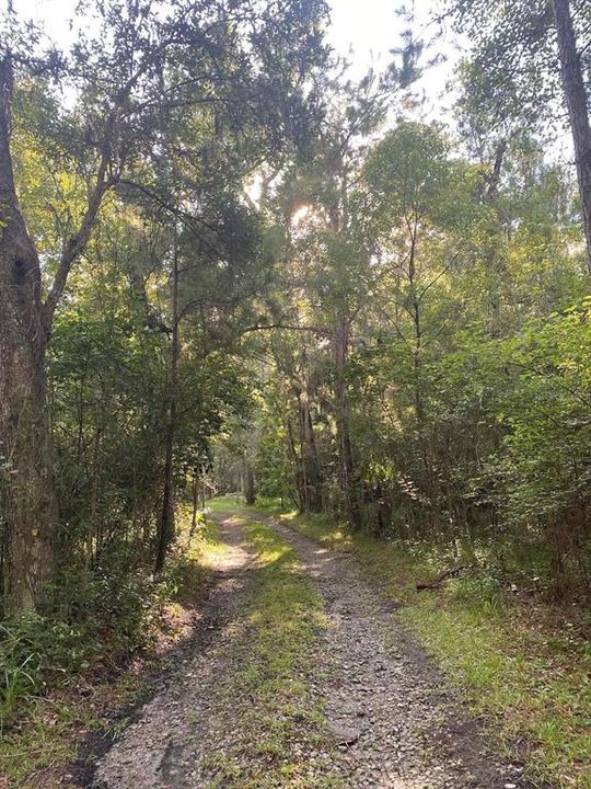 tree-lined driveway