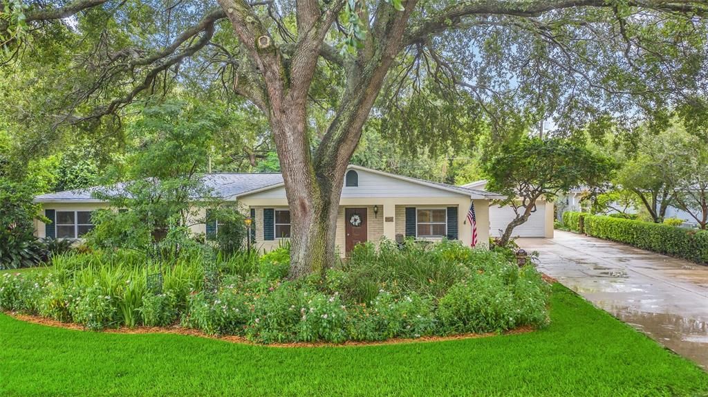 Beautiful shade tree