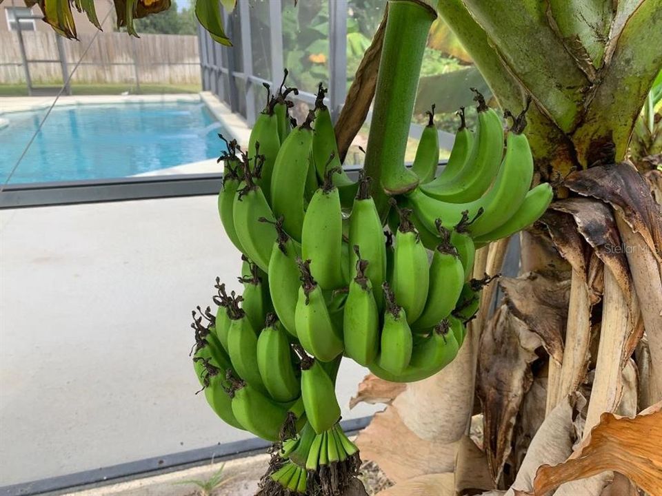 Banana Tree by pool.