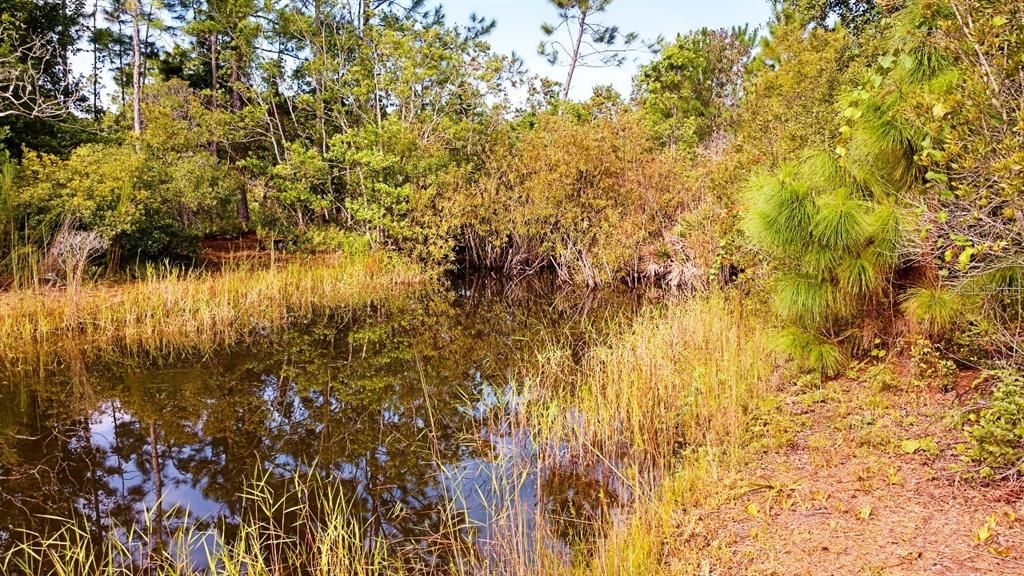 The pond at the rear