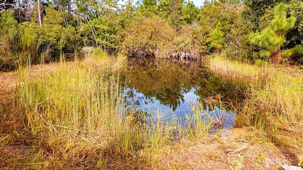 The pond at the rear