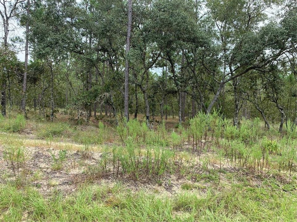 Active With Contract: $24,900 (1.00 acres)