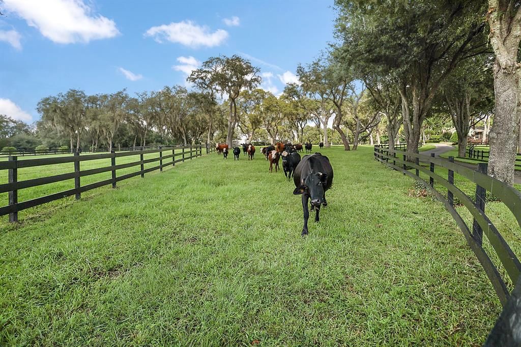 Pasture with Cross Fencing