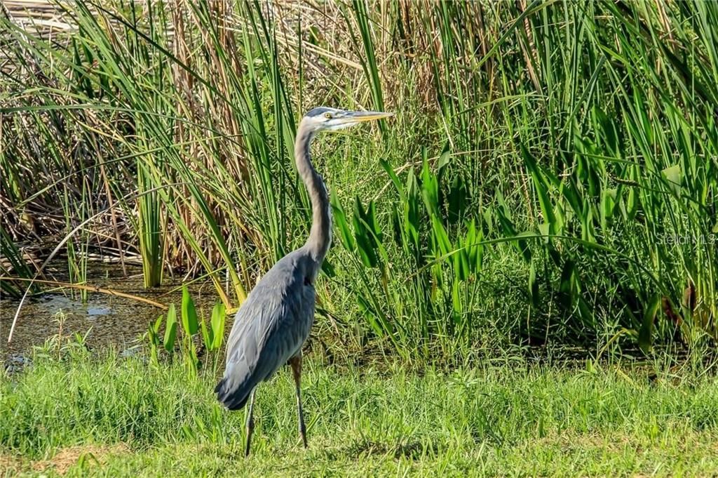 Great blue heron stops in to say hello.
