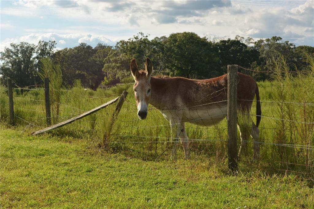 A neighbor saying hello.