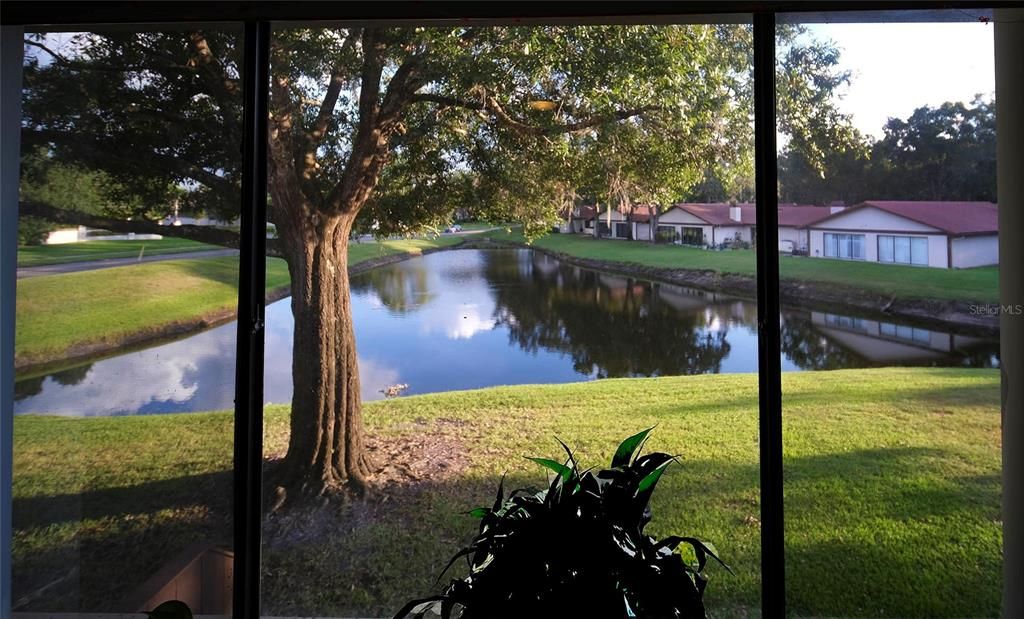 View from the Living Room.
