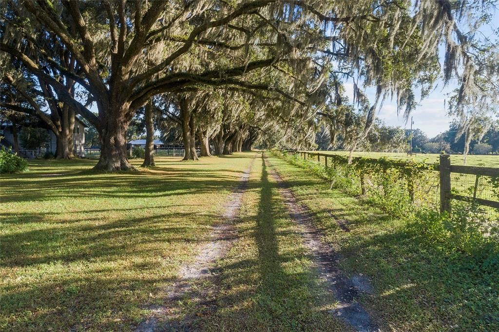 Oak lined driveway