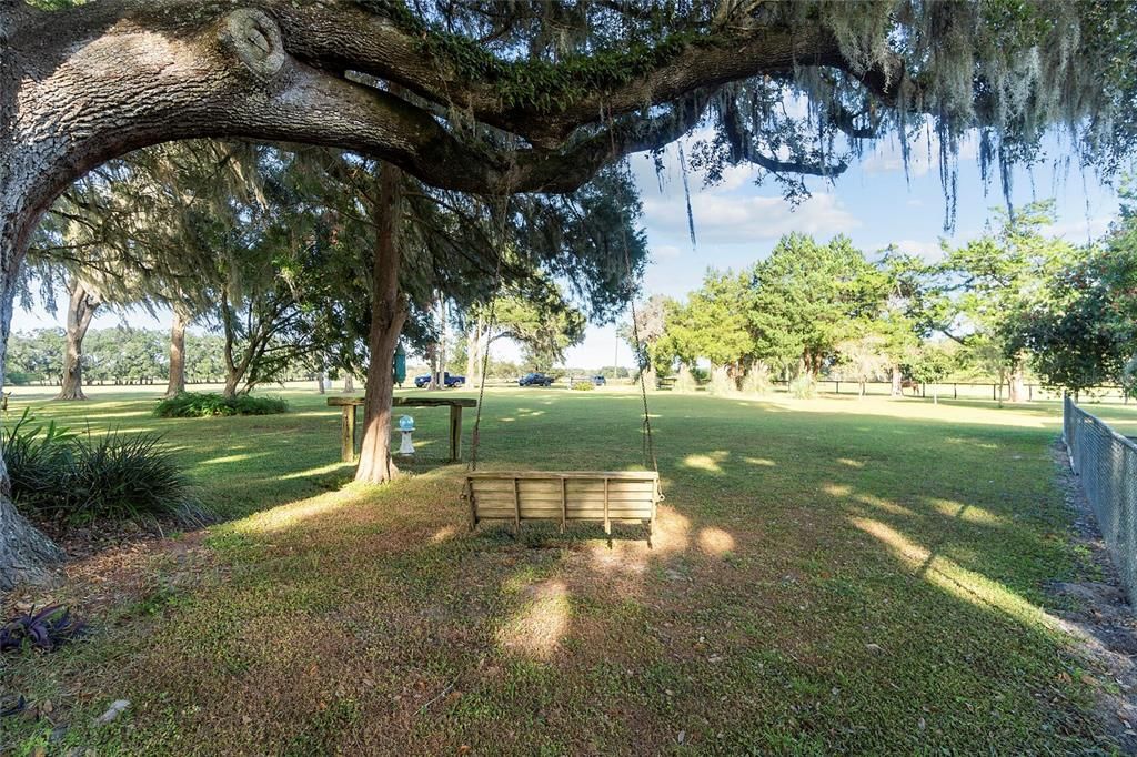 Swing under mature oak trees