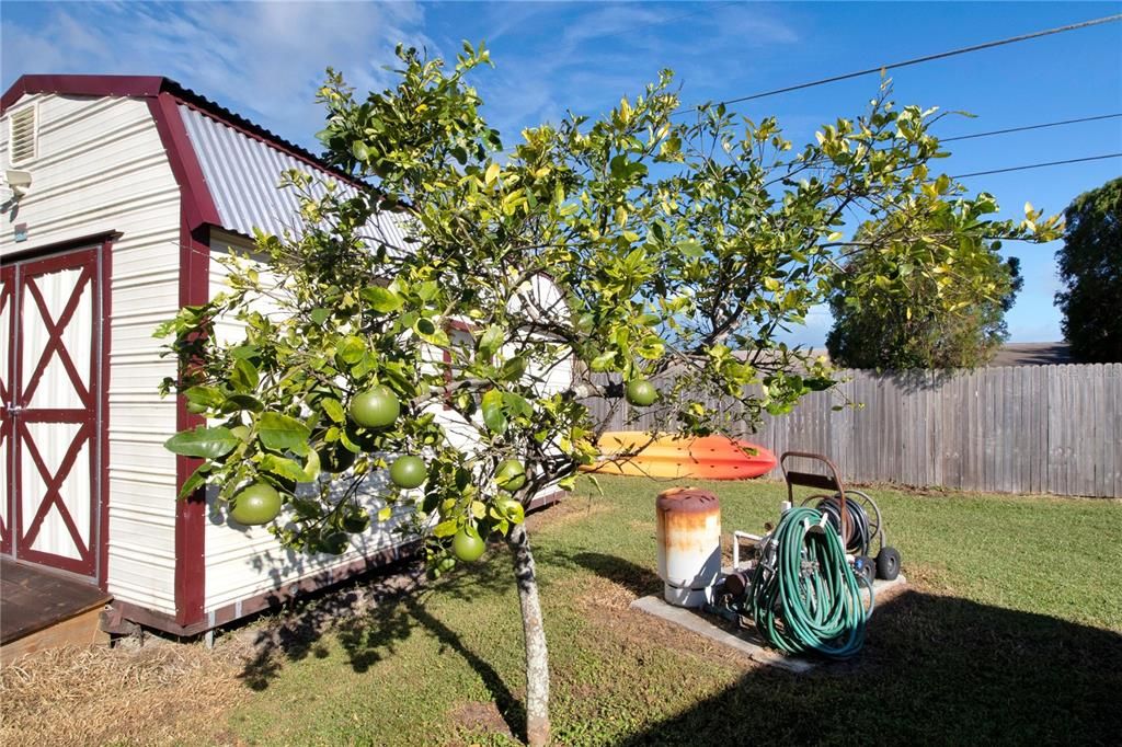 Nice size back yard with Grapefruit trees