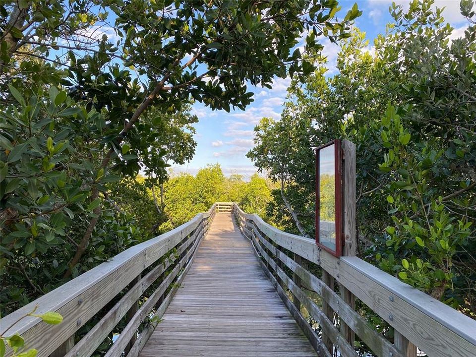 A Leisurely Walk Through The Mangroves