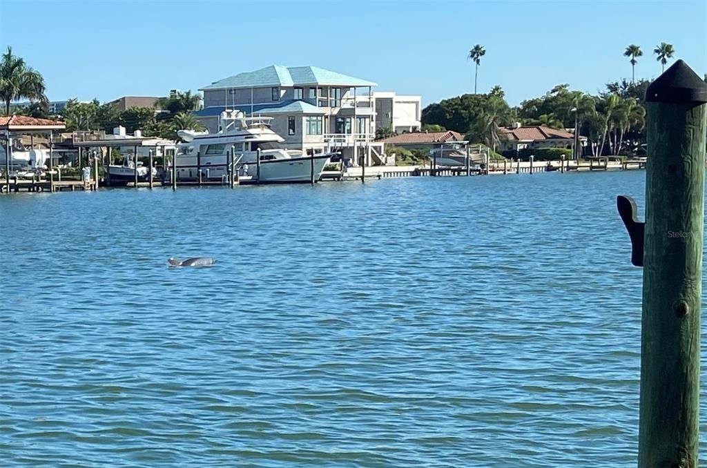 Dolphins just past end of dock