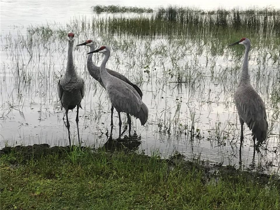 Sandhill cranes frequent the lake