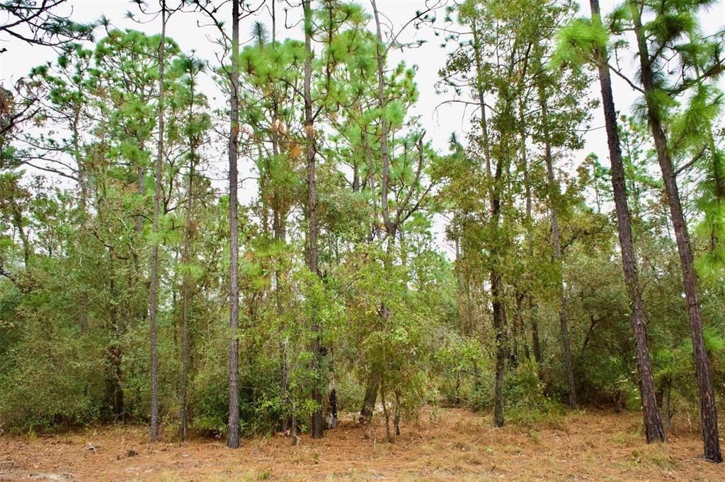 Recently Sold: $24,000 (2.18 acres)