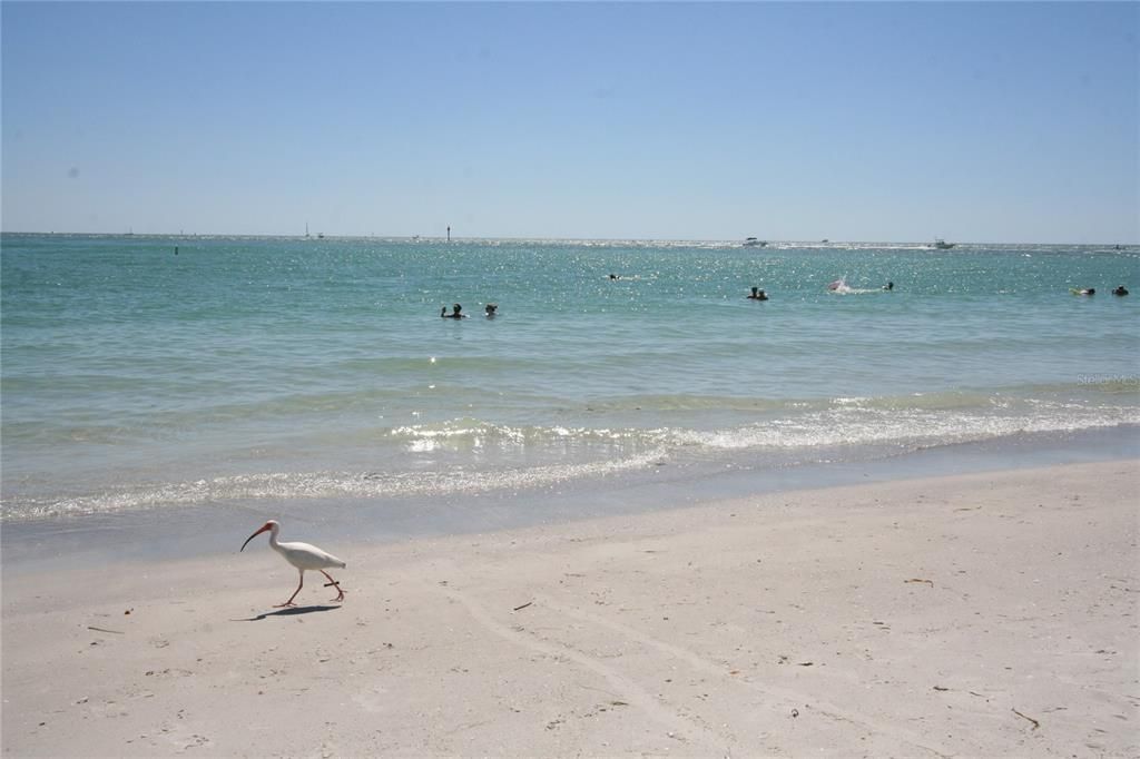 Search for shells Near by at Clearwater Beach