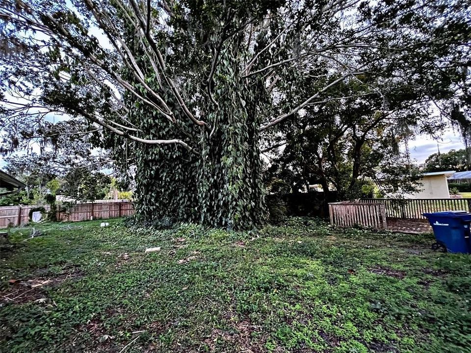 Fabulous Mature Banyan Tree in large, fully fenced back yard is as stunning as it is brilliant! Back yard also has shed.