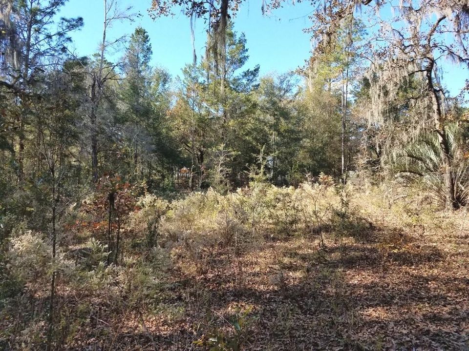 Driveway entry to clearing