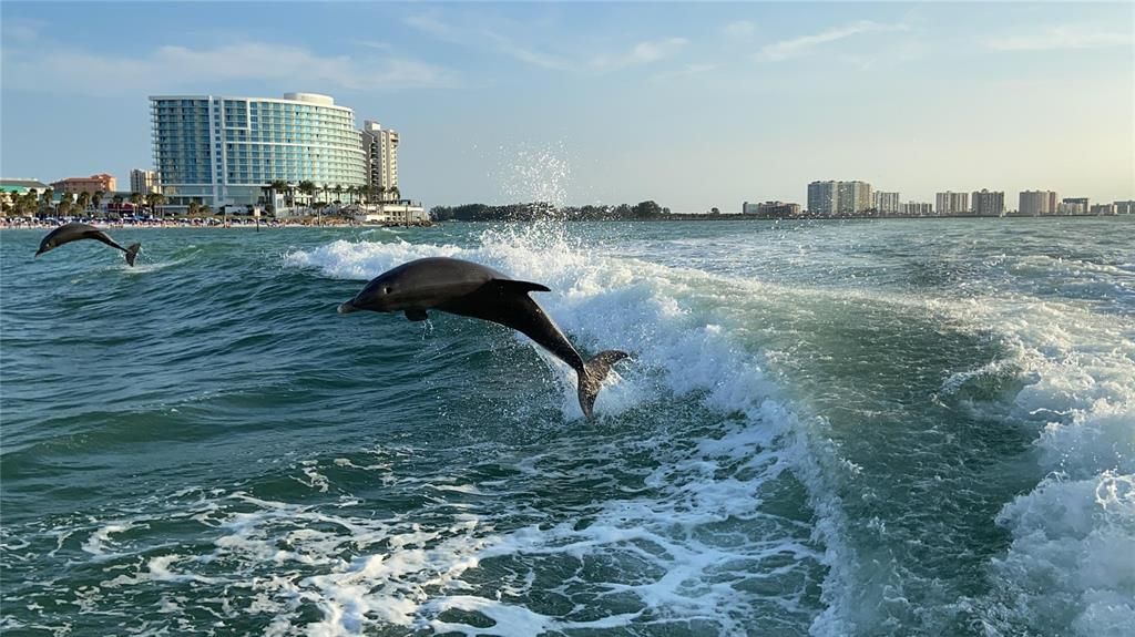 Close to marina for Dolphin Tours