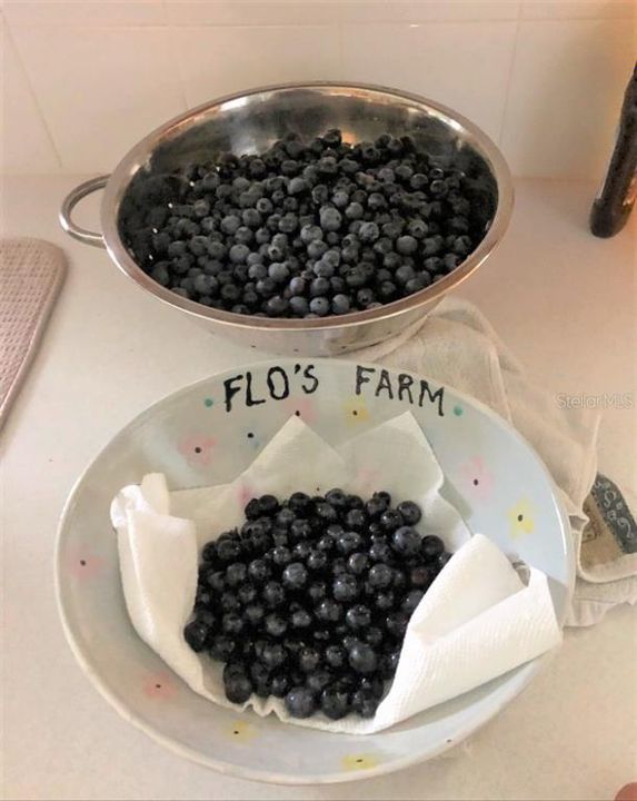 A few minutes of picking blueberries...enough for dinner!