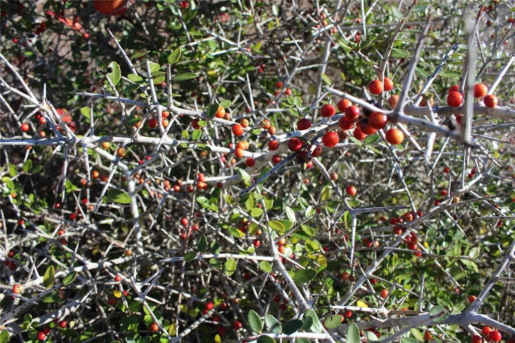 red berries on property