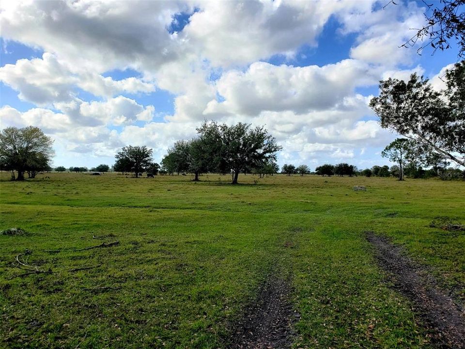 Beautiful open pasture with Oak Trees