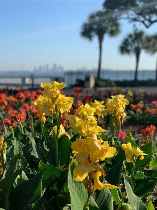 LOVELY FLOWERS AND PLANTS