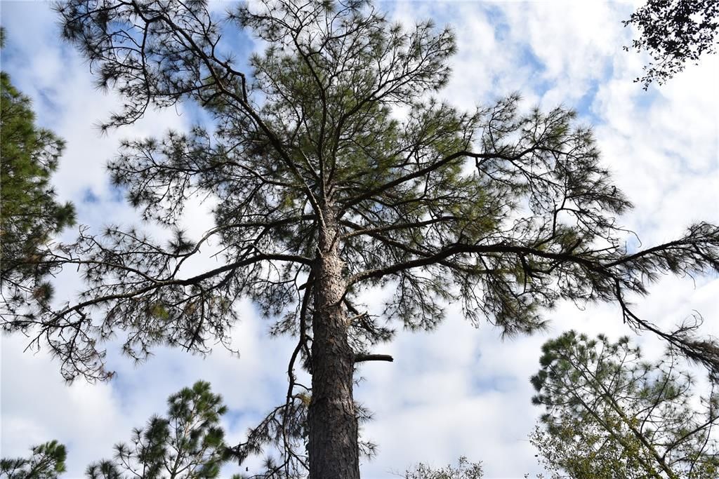 Недавно продано: $79,000 (10.00 acres)