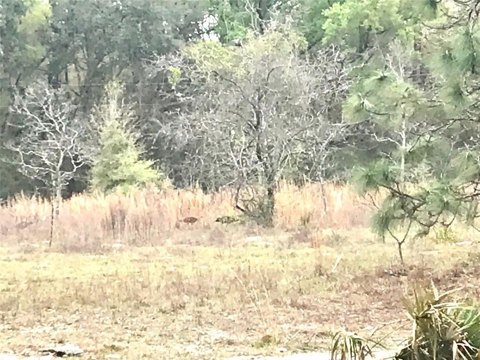 Look close for the wild turkeys!