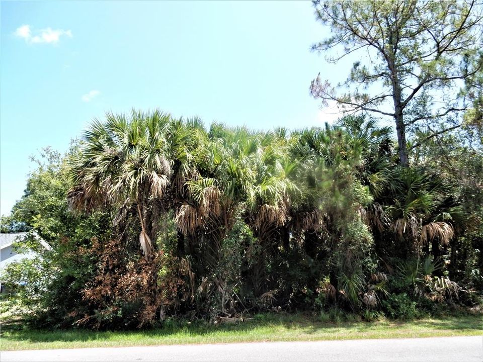 Mostly pines and palms on Yamada Ln vacant lot
