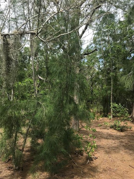 En Venta: $3,200,000 (5.00 acres)