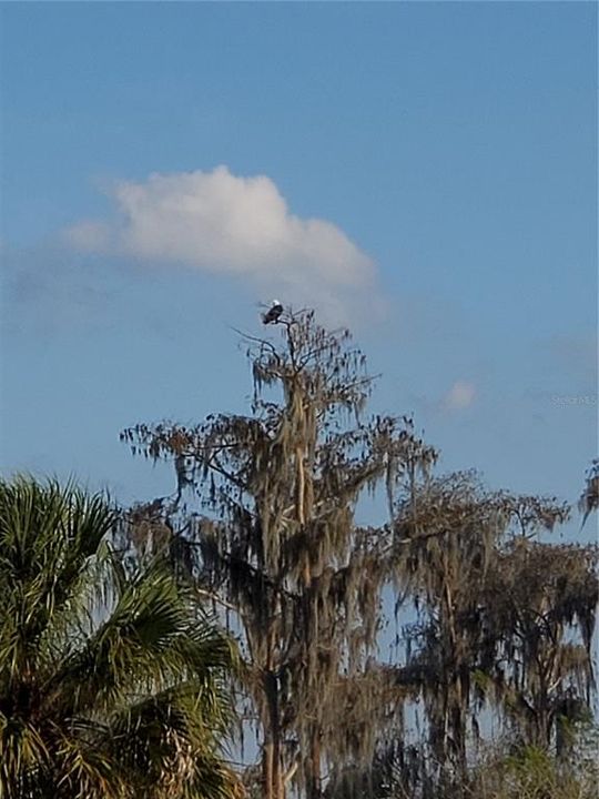 Bald Eagle has made a home in the Cypress