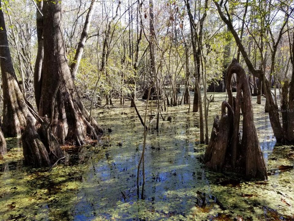 Pond on the Property