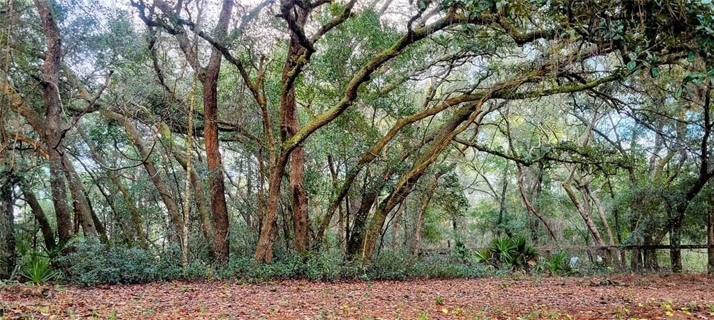 Beautiful Oaks