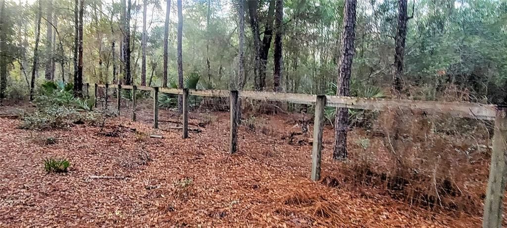 Back Fence Line Along the National Forest