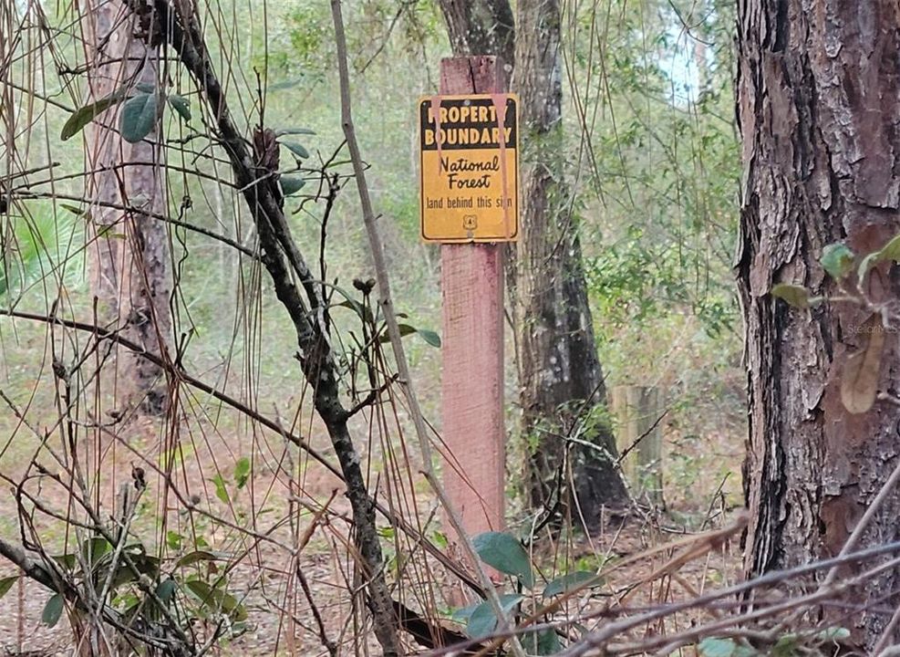 Ocala National Forest Right out the Back Gate