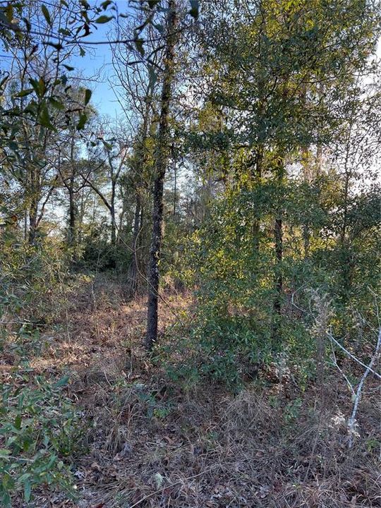 Vendido Recientemente: $14,000 (0.31 acres)