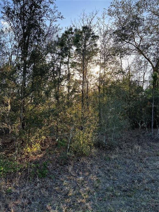 Recently Sold: $14,000 (0.31 acres)