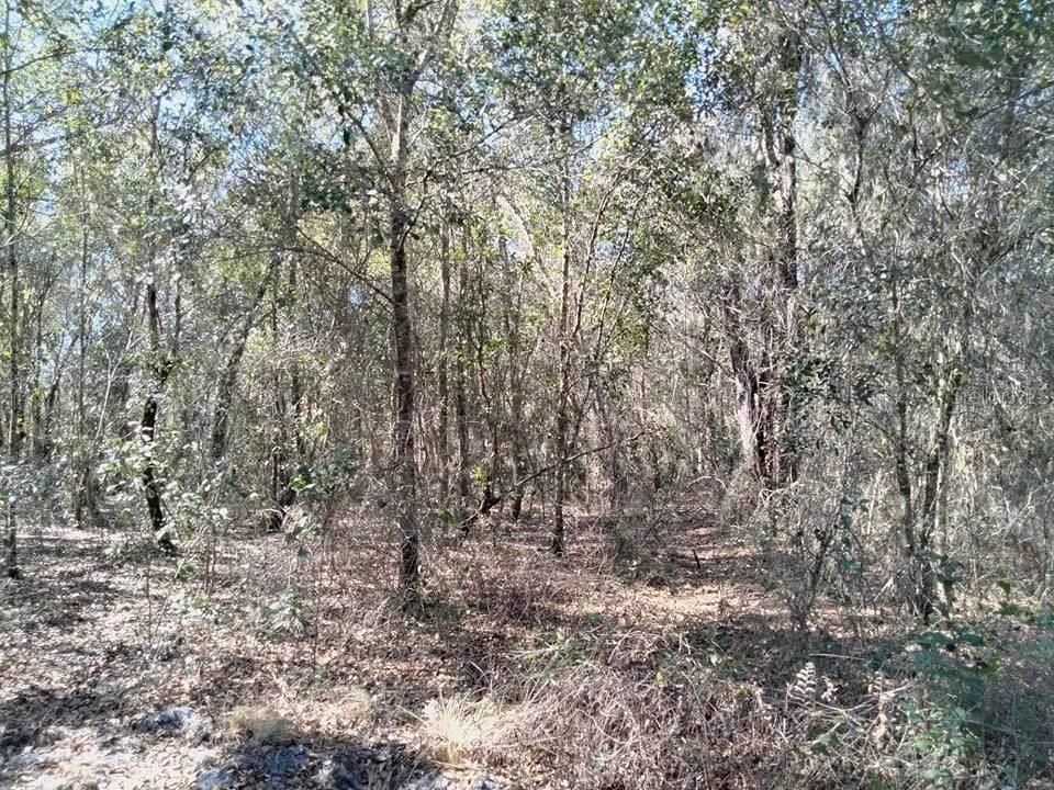 5 acres lot in Wauchula with creek