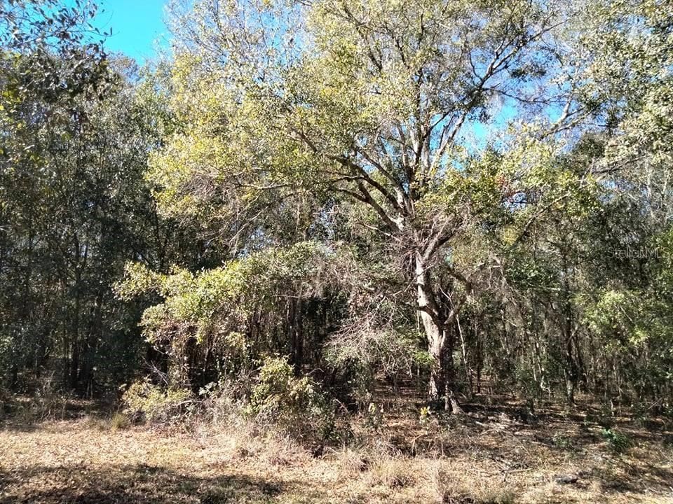 5 acres lot in Wauchula with creek