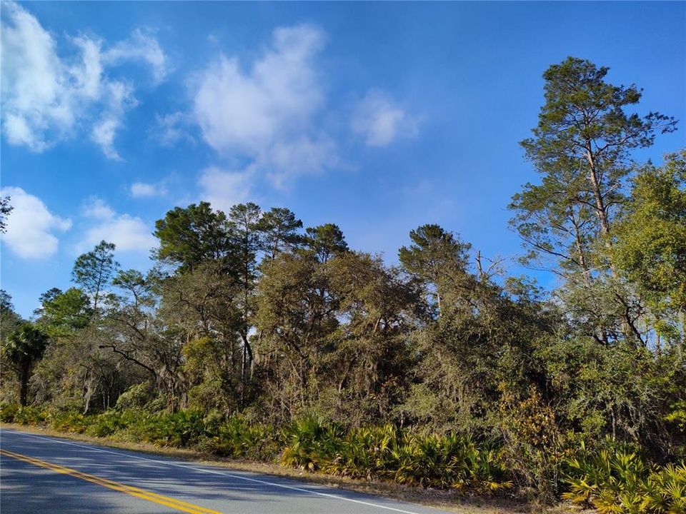 Ocala National Forest view from front of lot, facing NW
