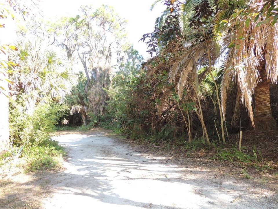 To the Right is the Front of Lot #5. As you can see 6th street is overgrown with Brush and dead ends in front of the lot. This is the Alamander Ave Side and the West Side. NOTE the road ends about the middle of the lot Front