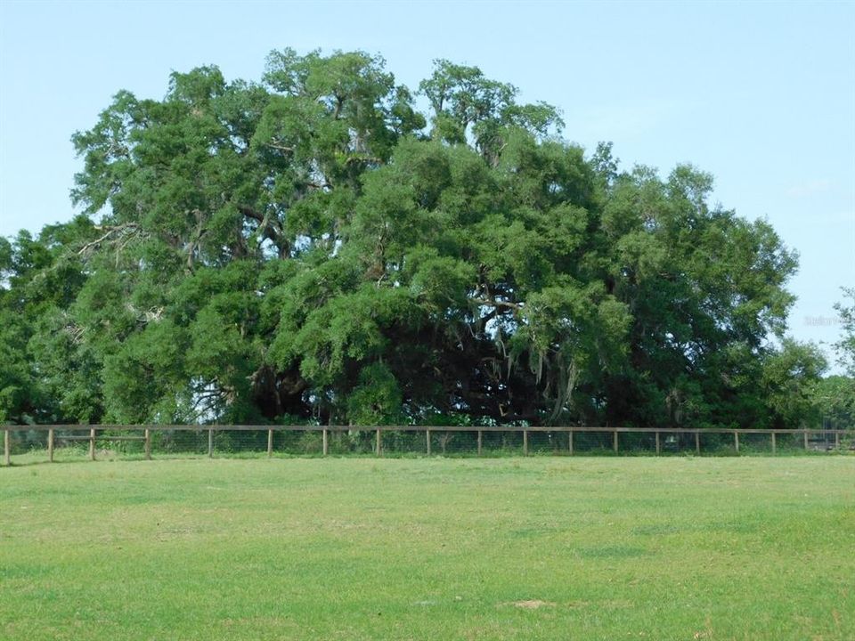Huge old oaks