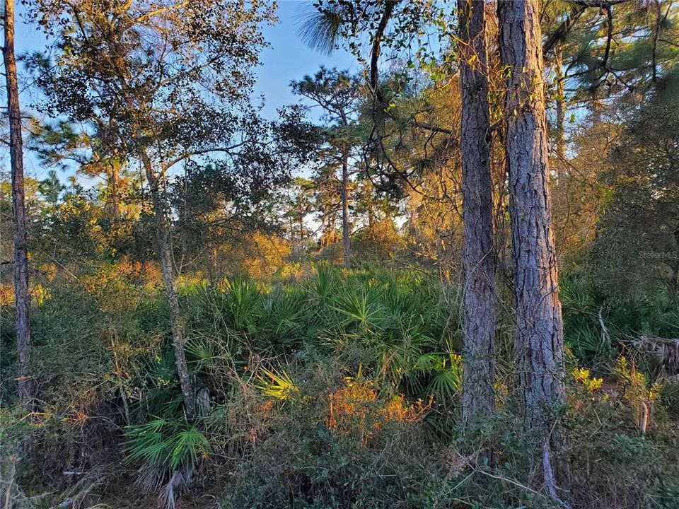 Недавно продано: $52,900 (1.06 acres)