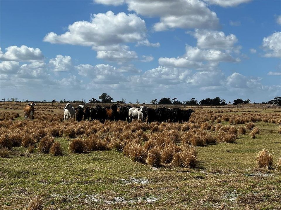 Vendido Recientemente: $1,100,000 (84.93 acres)