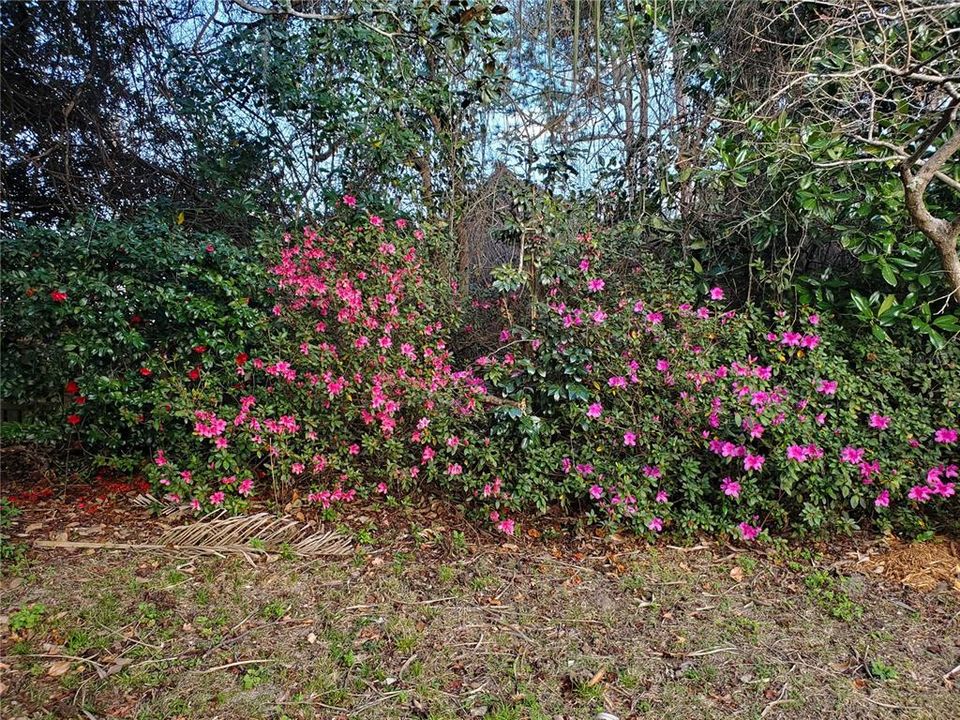 Flowering Bushes