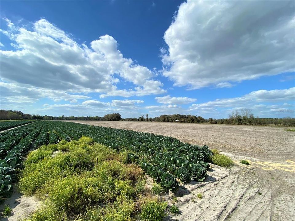 En Venta: $599,900 (38.70 acres)